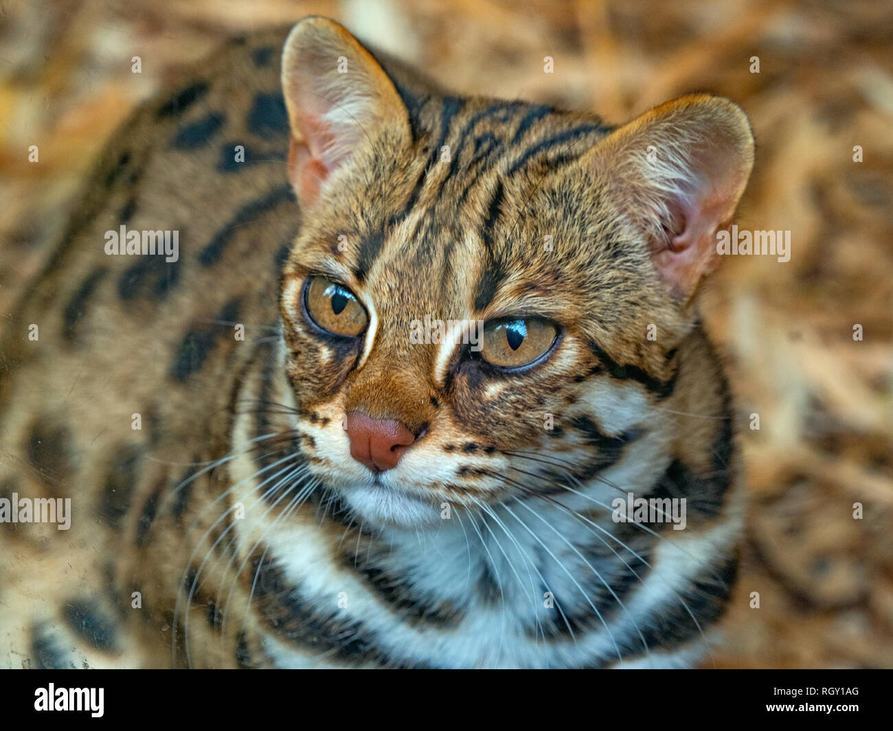 Asian Leopard Cat Prionailurus bengalensis Stockfoto