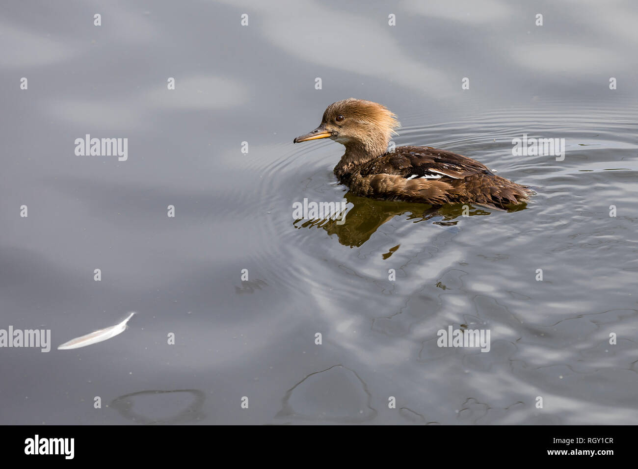 Hooded Merganser weibliche Ente (Mergus Lophodytes cucullatus) Schwimmen im Teich Stockfoto