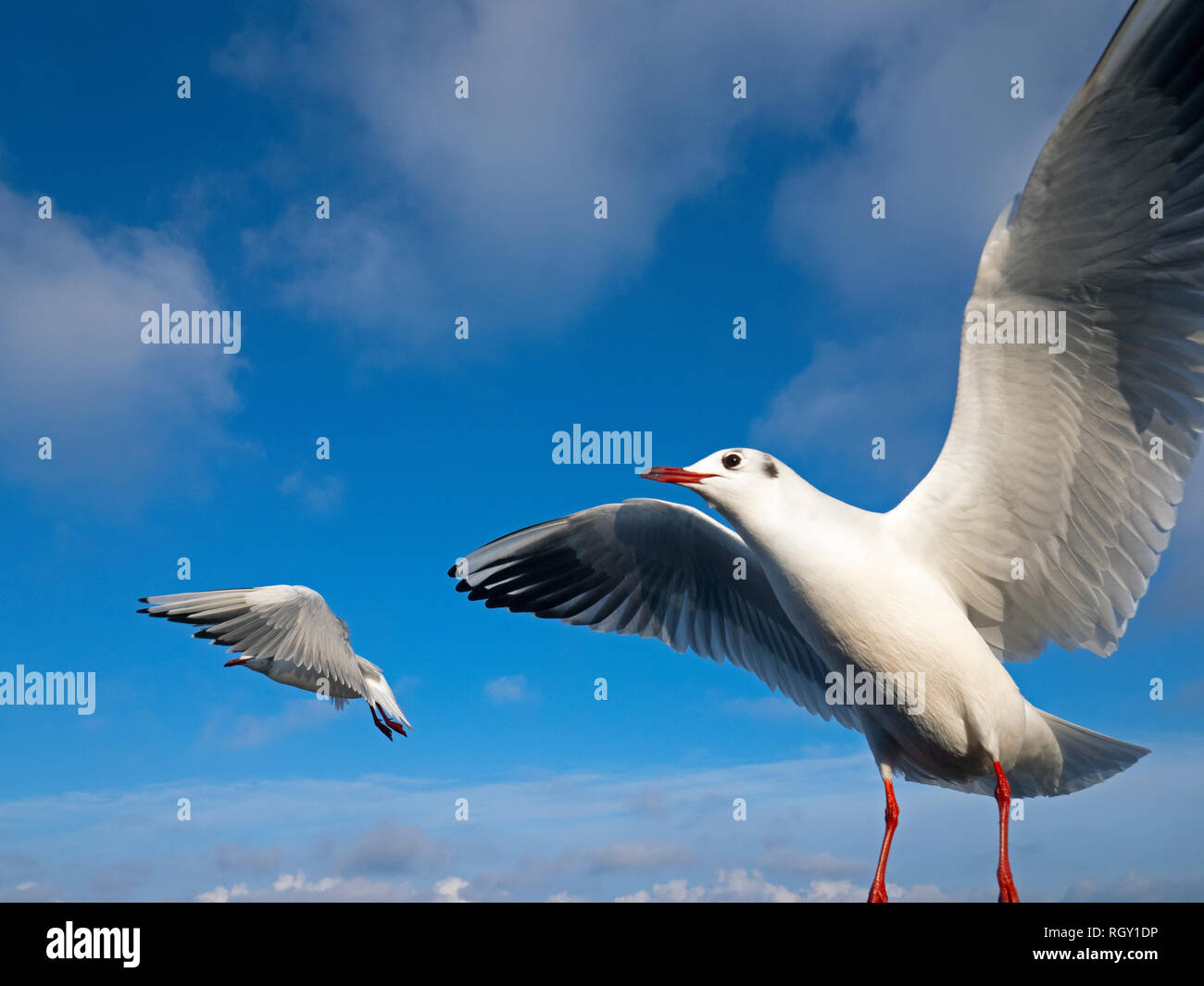 Schwarze Leitung Möwen Larus ridibundus im Flug mit einem Weitwinkel Objektiv fotografiert. Stockfoto