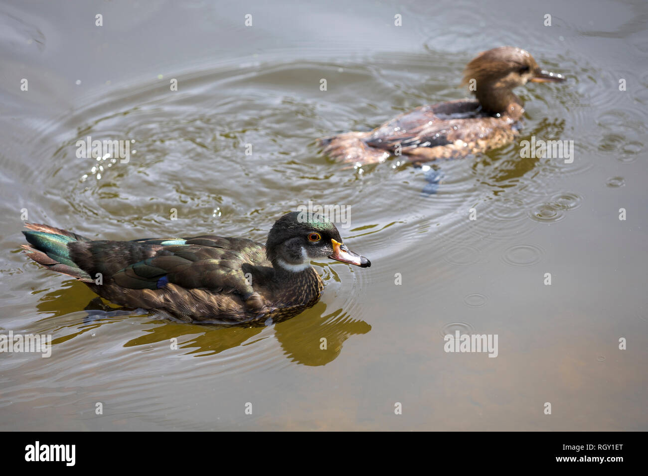 Schönen kanadischen Enten schwimmen im Teich Stockfoto