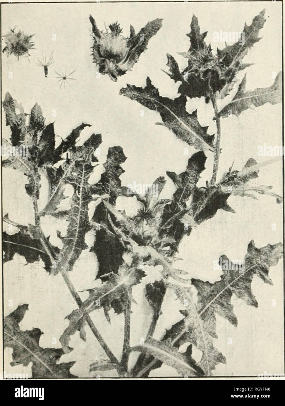 . Bulletin. Die Landwirtschaft. 44 Amerikanische medizinische Blätter und HEEBS. BLESSED THISTLE. Cnicus benedictuslj. Synonyme. - Centaurea benedicta L.; Carduus henedictus Cam.; Carbenia benedicta Adans. Andere gemeinsame navMS. - Heilige Distel, St. Benedict's Thistle, Distel der Muttergottes, bitter Distel, spotted Thistle, verflucht Distel, gesegnet Cardus, getupft cardus. Lebensraum und Reichweite. - Die Blessed Thistle ist ein Unkraut, das in diesem Land aus dem südlichen Europa eingeführt wurde und im Abfall Orte und steinigen, unbewirtschaftet locali-Riegel von Xova Scotia zu Maryland und der Süden - ern Staaten gefunden; auch auf den pazif Stockfoto