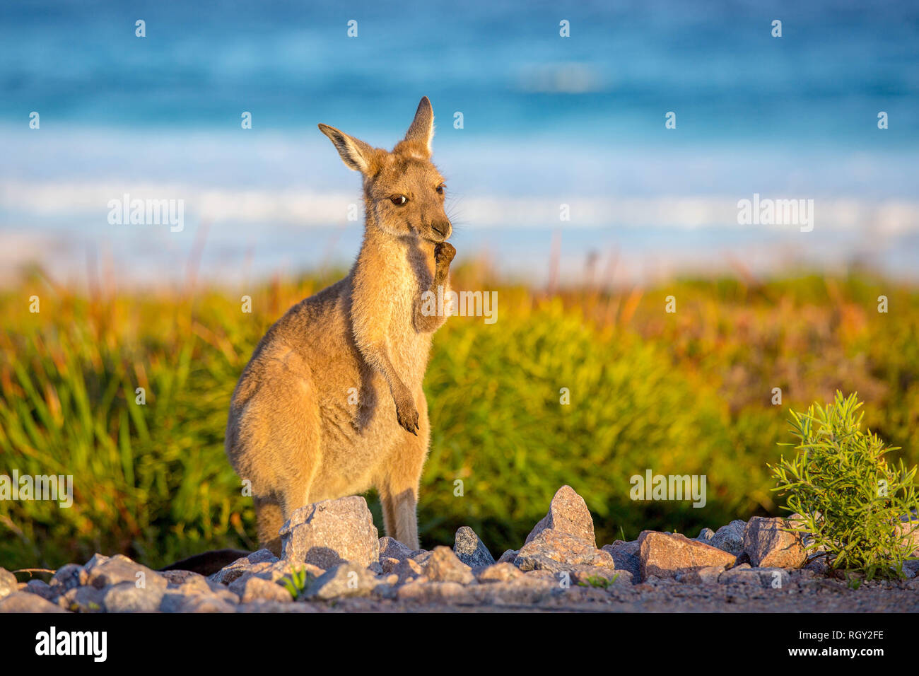 Kängurus am Strand - Cape Le Grand Nationalpark Westaustralien Stockfoto