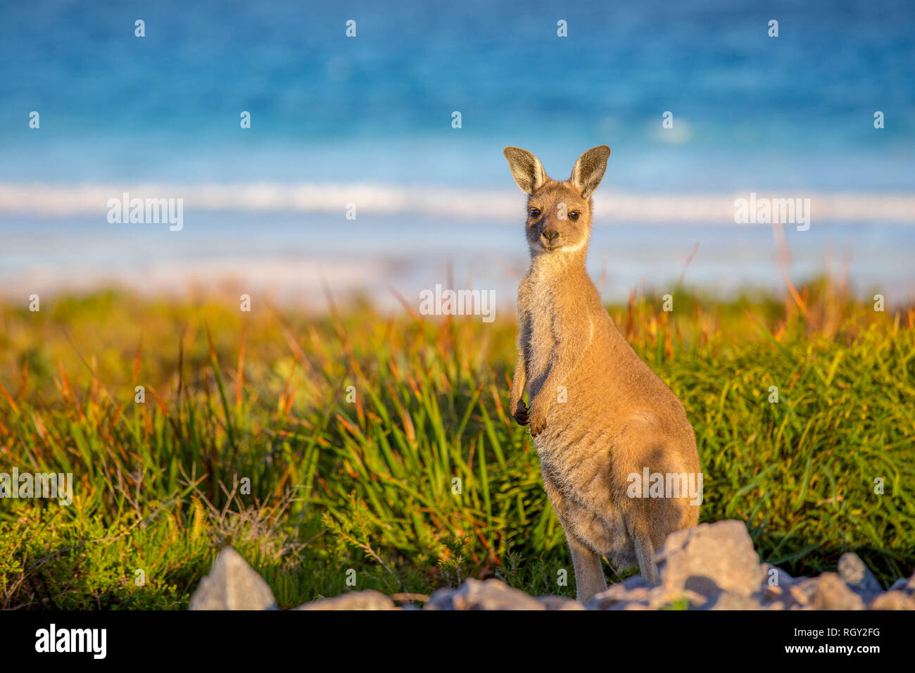 Kängurus am Strand am Cape Le Grand Nationalpark Westaustralien Stockfoto