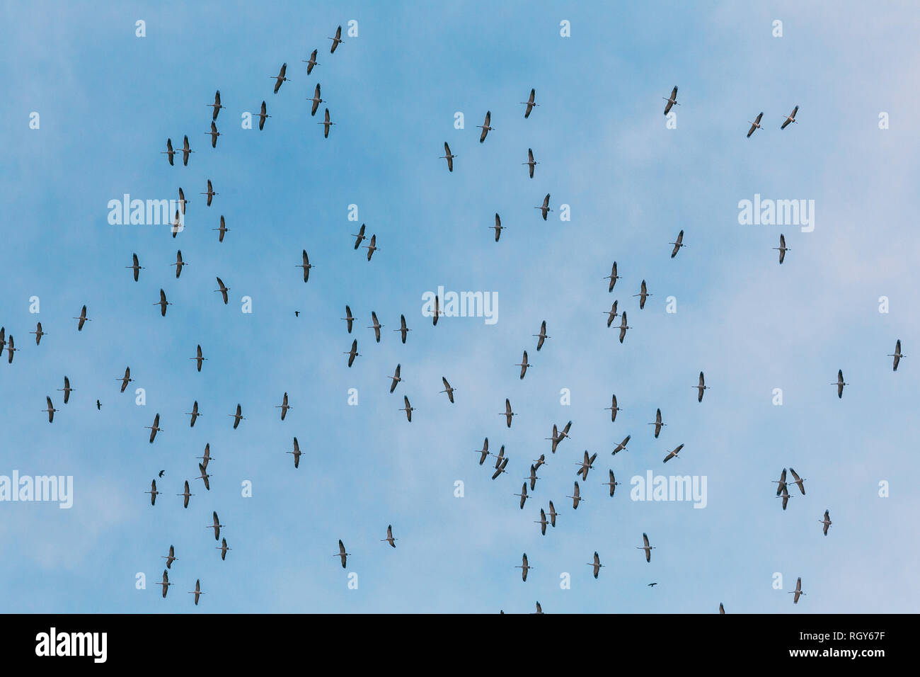 Belarus. Scharen von Kranichen oder Eurasische Kraniche fliegen In sonnigen blauen Herbsthimmel während ihrer Winter Migration. Gemeinsame Kran oder Grus Grus. Stockfoto