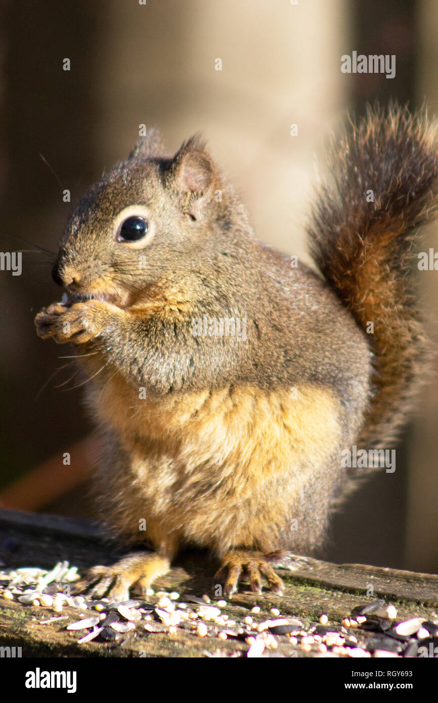Adorable douglas Eichhörnchen stehlen und essen Samen für die Vögel in Burnaby Lake Park, British Columbia, Kanada. Super süße kleine Tier. Stockfoto