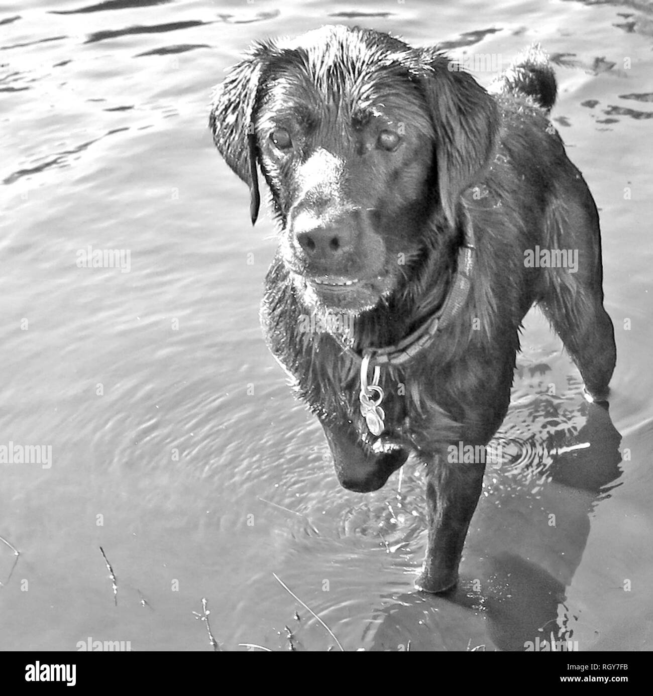 Black Labrador Retriever steht im Wasser Stockfoto