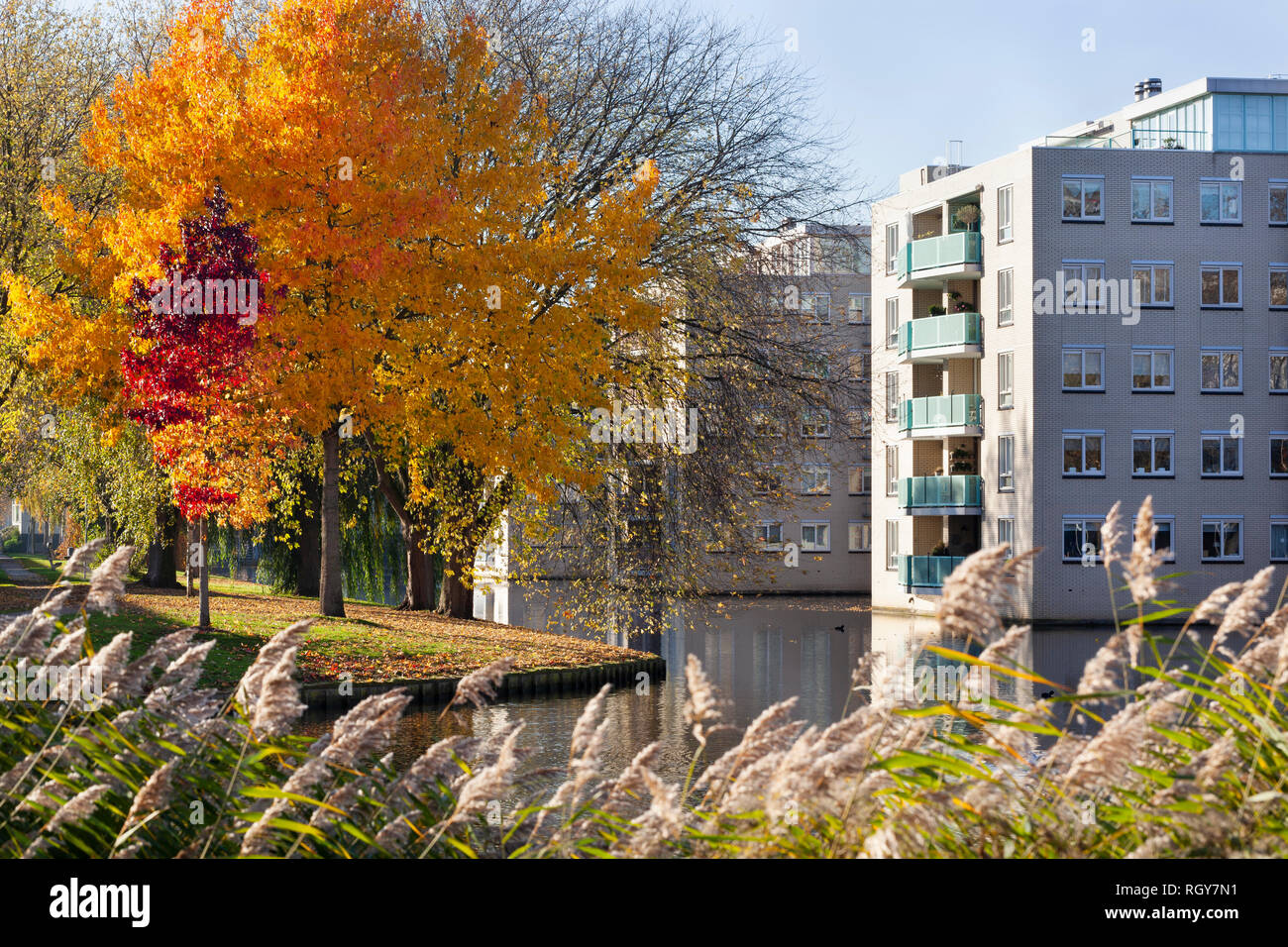 Wohngegend mit bunten Bäume im Herbst in Prinsenland Bezirk in Rotterdam. Stockfoto