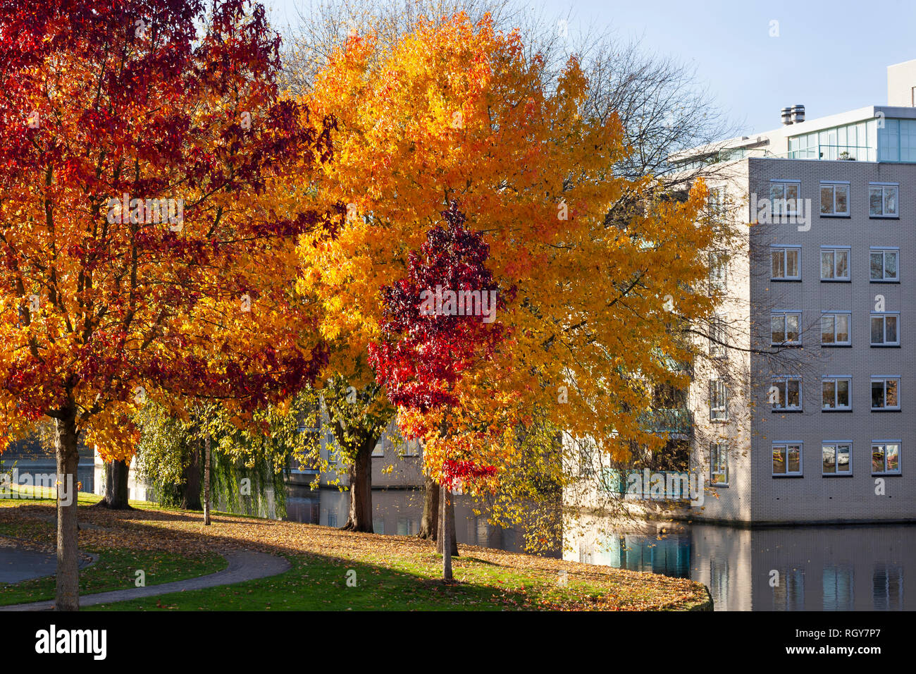 Wohngegend mit bunten Bäume im Herbst in Prinsenland Bezirk in Rotterdam. Stockfoto