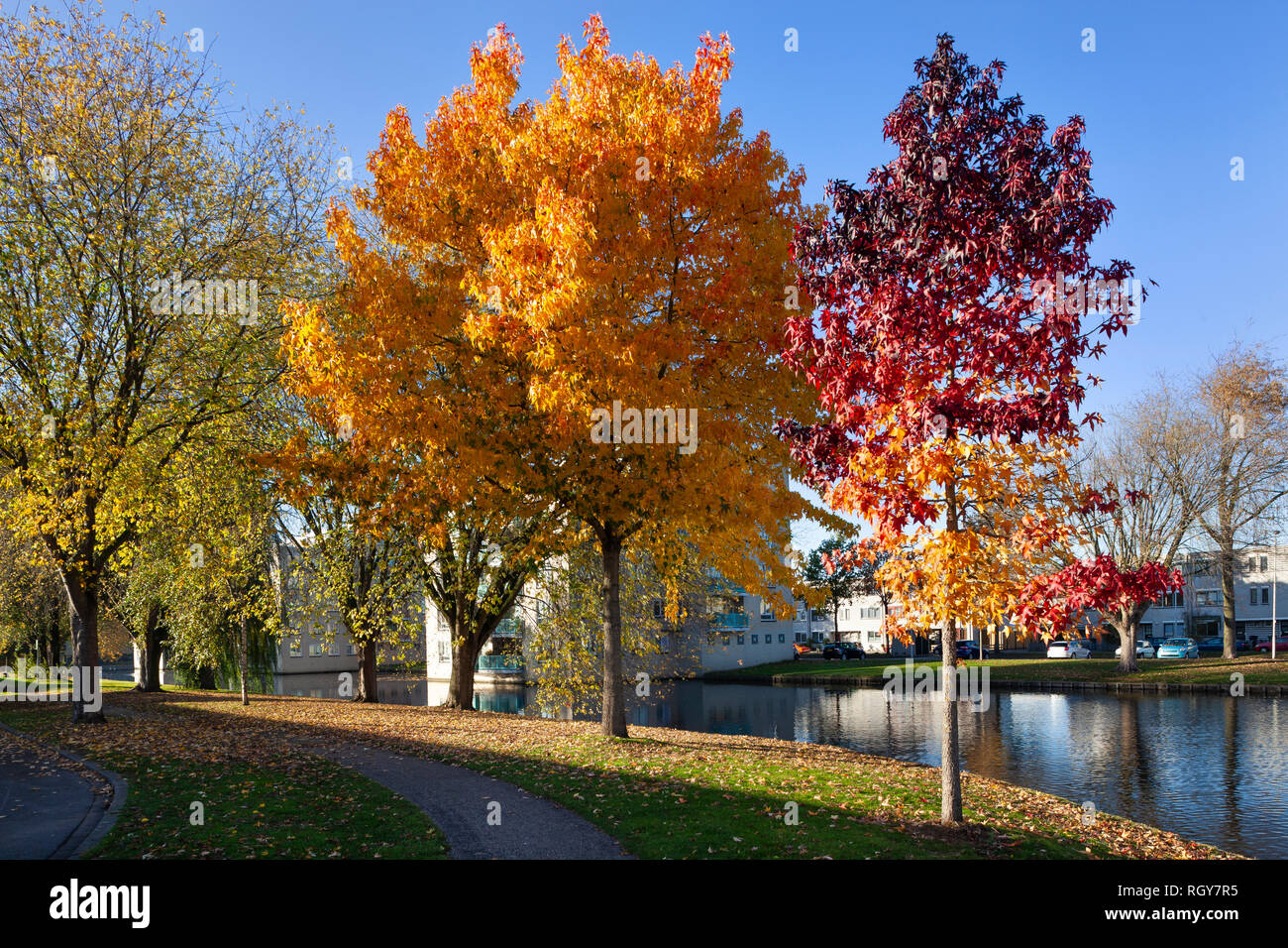 Wohngegend mit bunten Bäume im Herbst in Prinsenland Bezirk in Rotterdam. Stockfoto