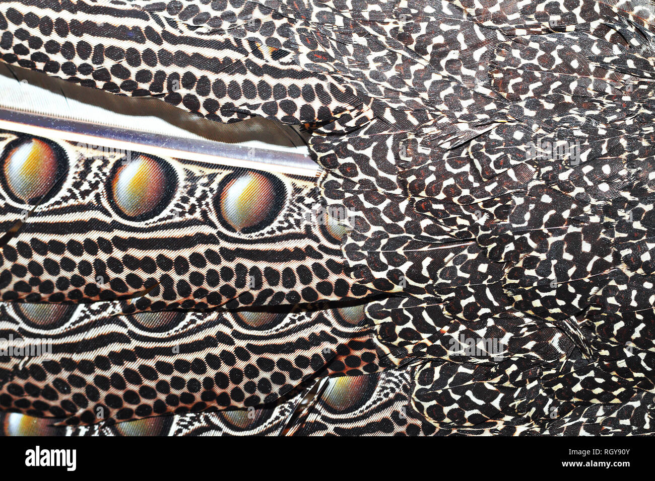 Nahaufnahme von Borneo Fasan Federn (Argus grayii) Stockfoto