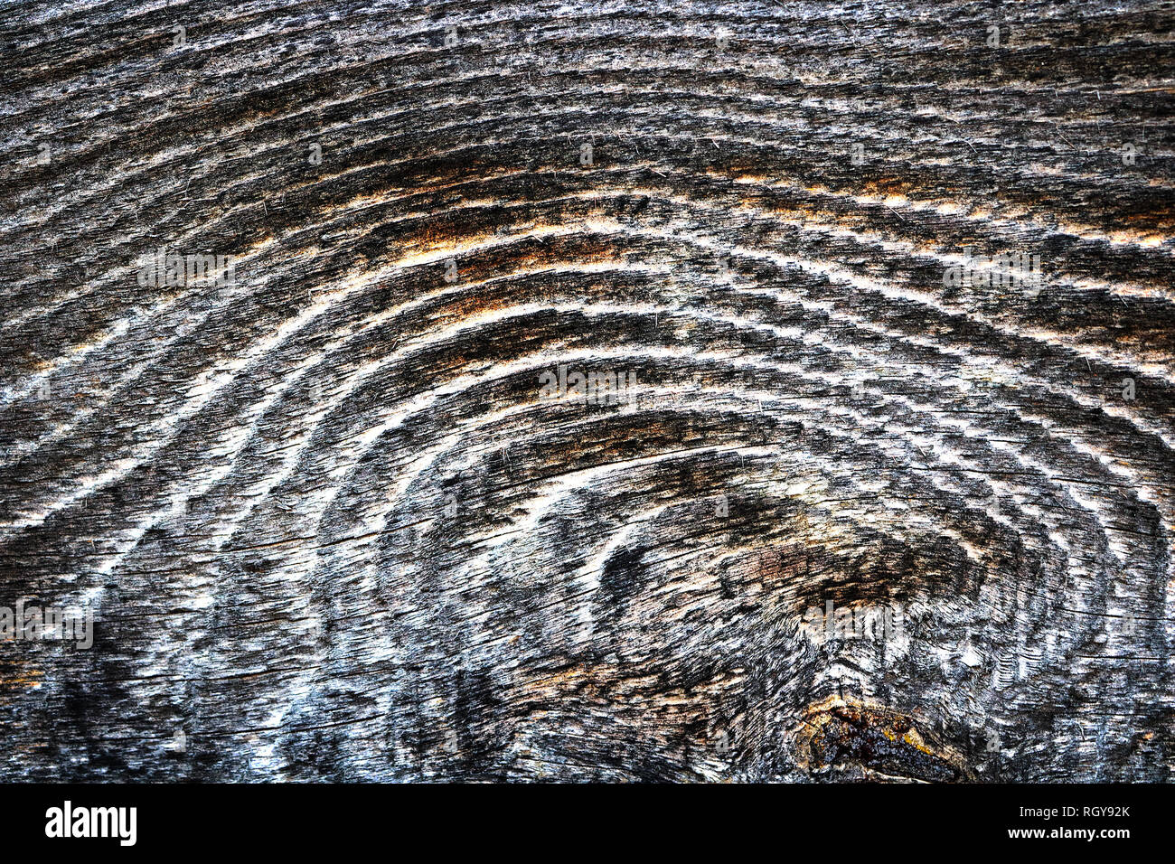 Detail aus Tannenholz Plank, tangentialschnitt mit jährlichen Ringe Stockfoto