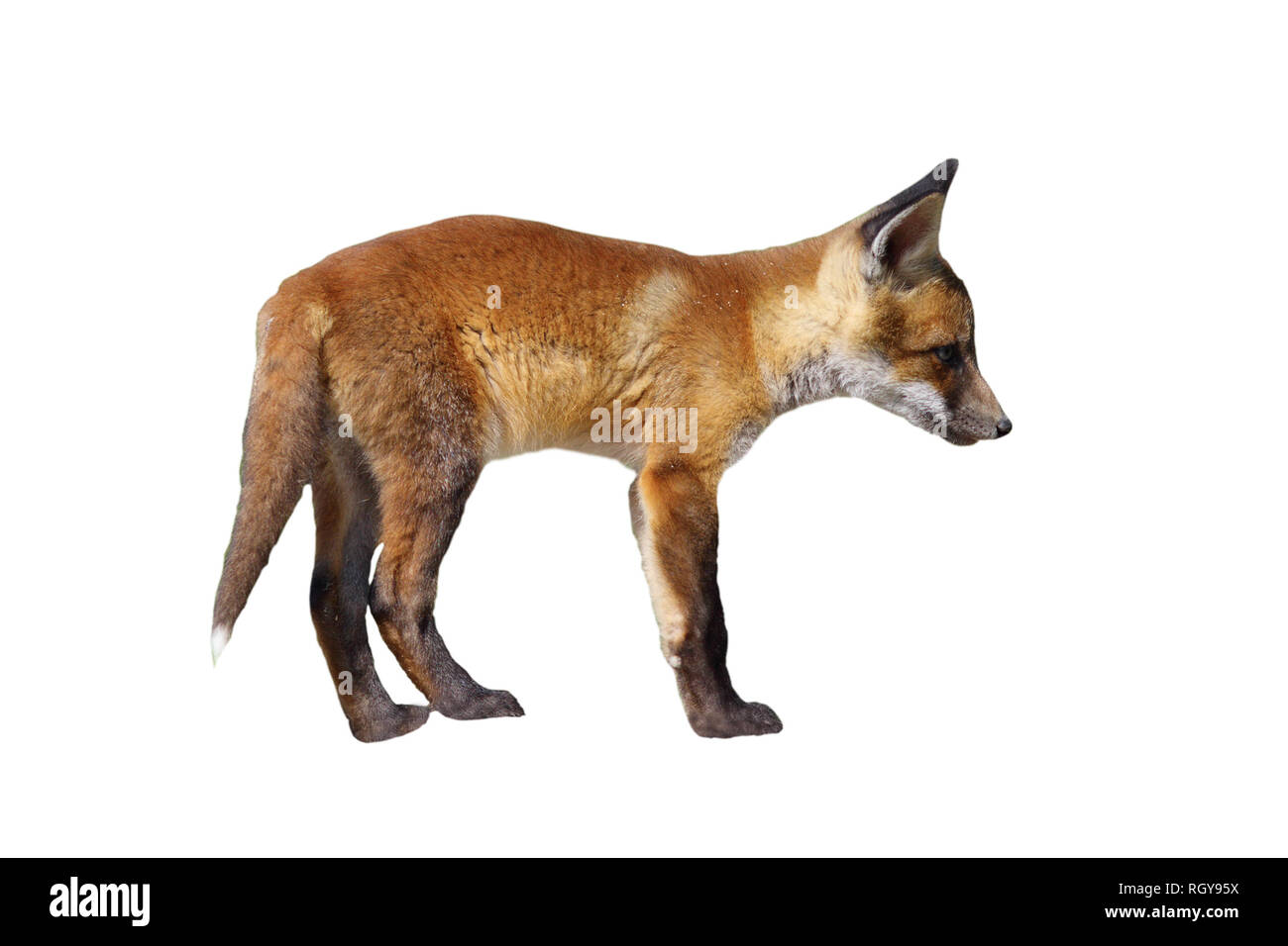 Europäische Red Fox Cub auf weißem Hintergrund, volle Länge Tier (Vulpes vulpes) Stockfoto