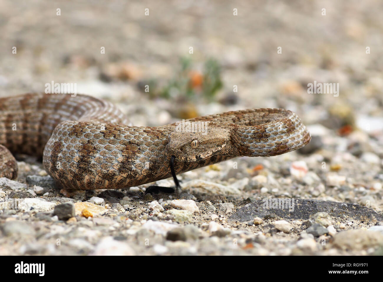 Milos stumpfen Nase Viper, eine der seltensten Schlangen aus Europa, wie es auf der Roten Liste der IUCN bedroht; aggressive giftige Reptil bereit zu beißen (Mac Stockfoto
