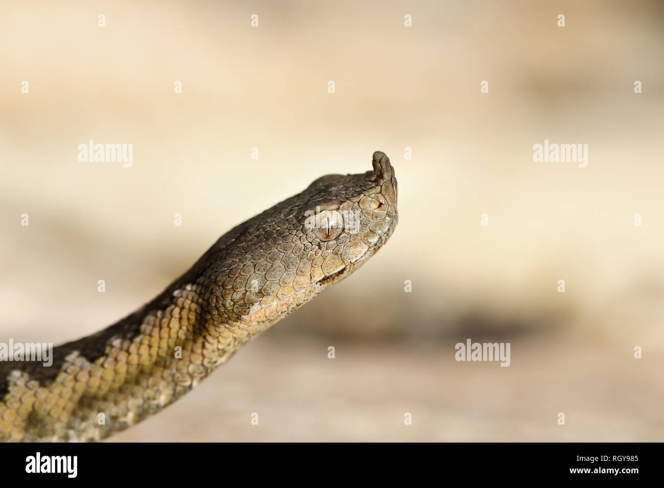 Porträt der Europäischen Sand Viper (Vipera ammodytes) Stockfoto