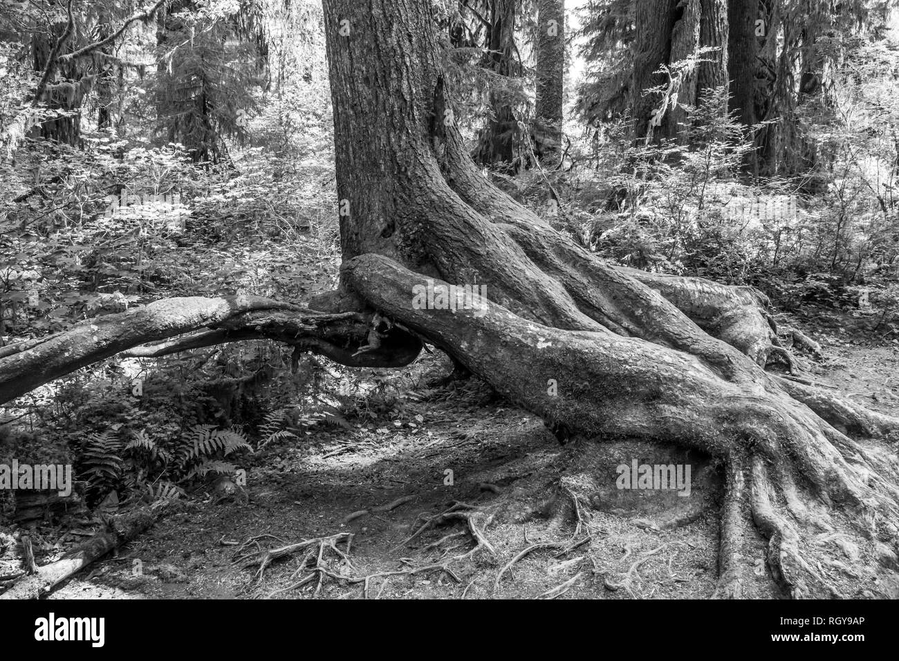 Wurzeln in Hoh Wald Stockfoto