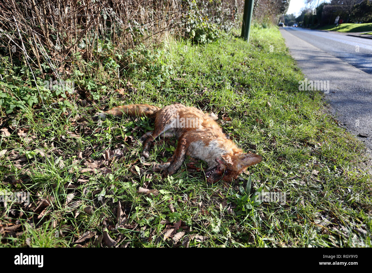 Einen toten Fuchs dargestellt durch die Seite der Straße im Großraum London, UK. Stockfoto