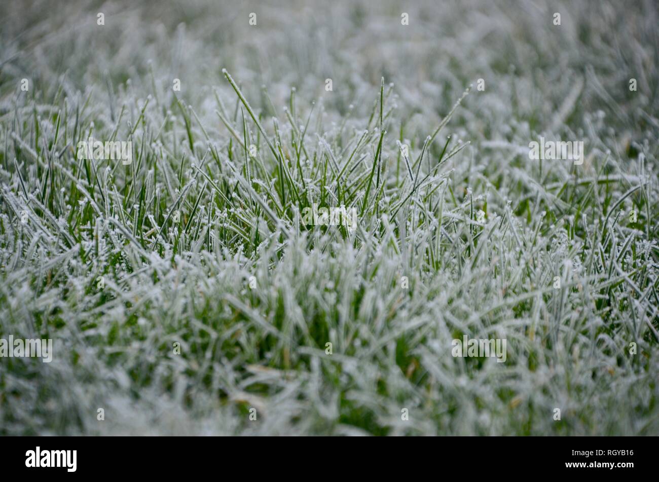 frostigen Rasen Stockfoto