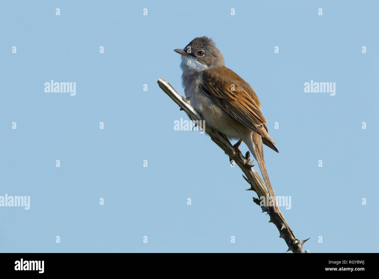 Whitethroat auf einem Dornbusch Stockfoto