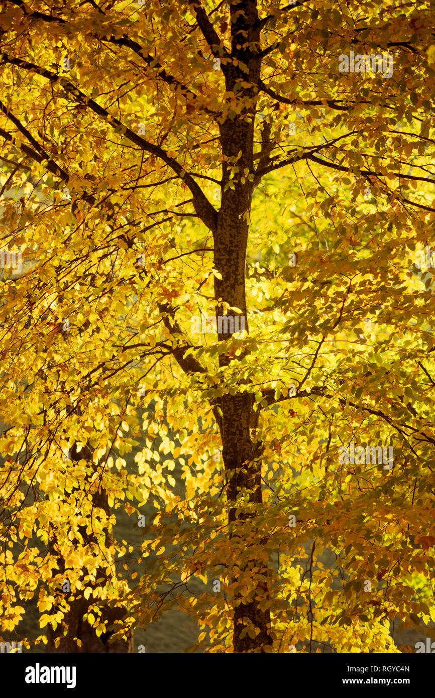 Goldener Herbst-Farben der Espenbaum von hellen sonnigen Abend Stockfoto