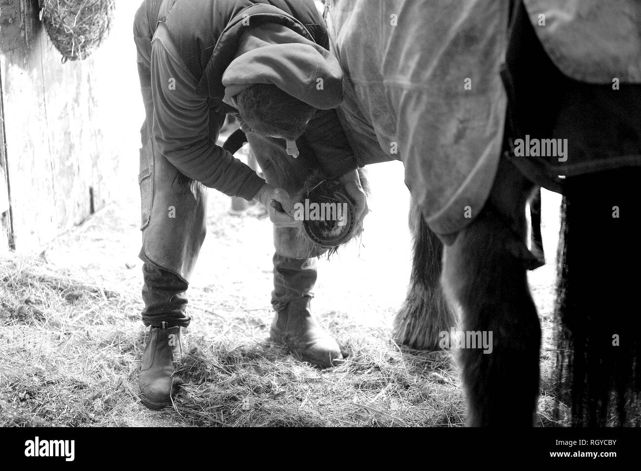 Ein gutes Beispiel für einen landwirtschaftlichen Beruf, ein hufschmied bei der Arbeit shoding ein Pferd. Stockfoto