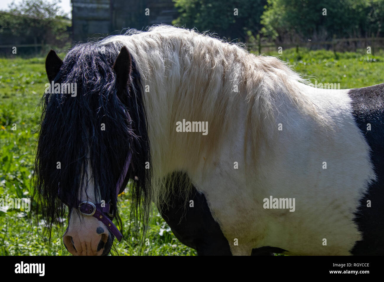 Schwarz-weißes Pferd mit einer langen Mähne, die die Augen bedeckt, die in einem Dorffeld stehen. Stockfoto
