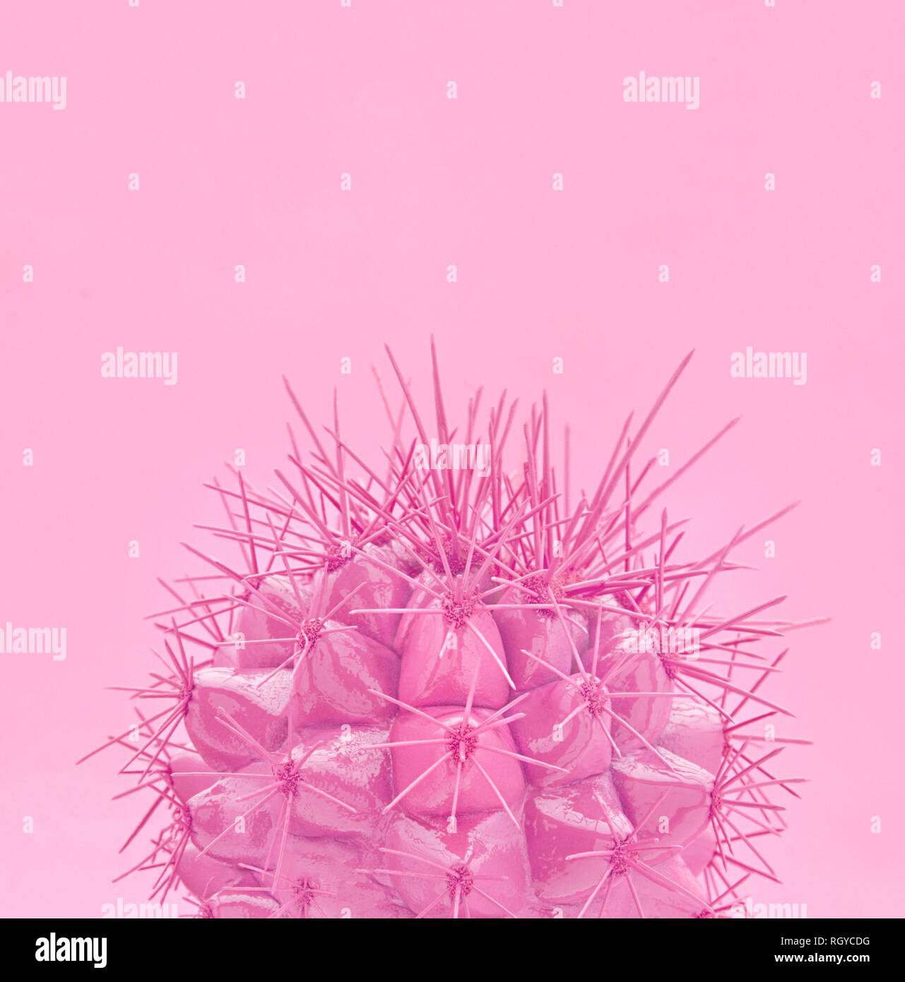 Tropische Fashion Pink Kaktus auf Papier Hintergrund. Trendy minimal Pop Art Stil und Farben. Stockfoto