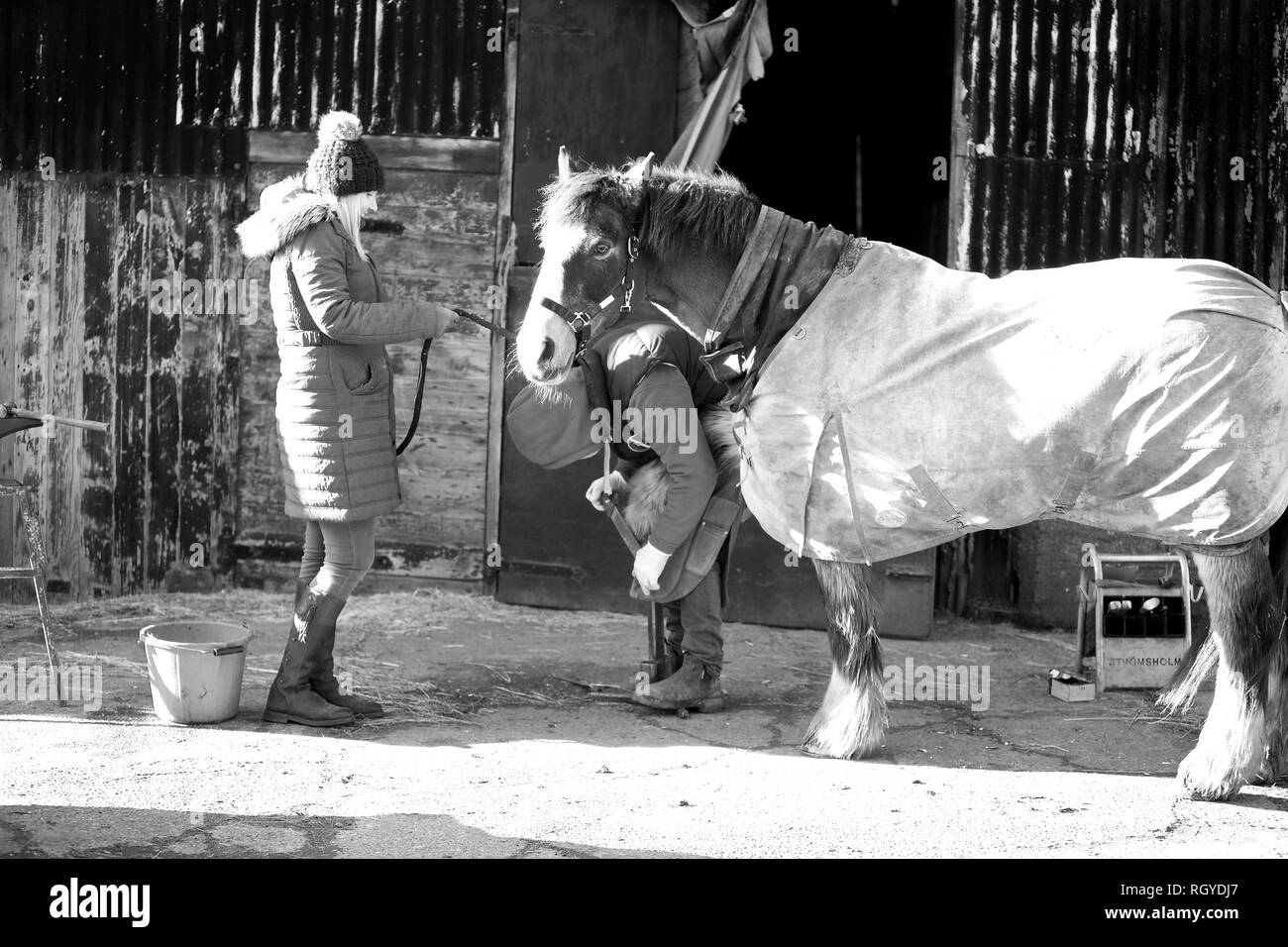 Ein gutes Beispiel für einen landwirtschaftlichen Beruf, ein hufschmied bei der Arbeit shoding ein Pferd. Stockfoto