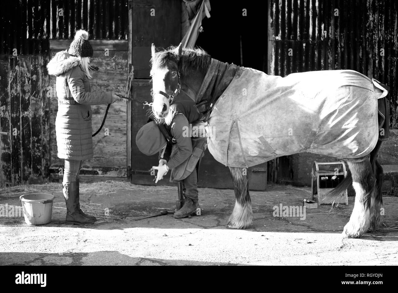 Ein gutes Beispiel für einen landwirtschaftlichen Beruf, ein hufschmied bei der Arbeit shoding ein Pferd. Stockfoto