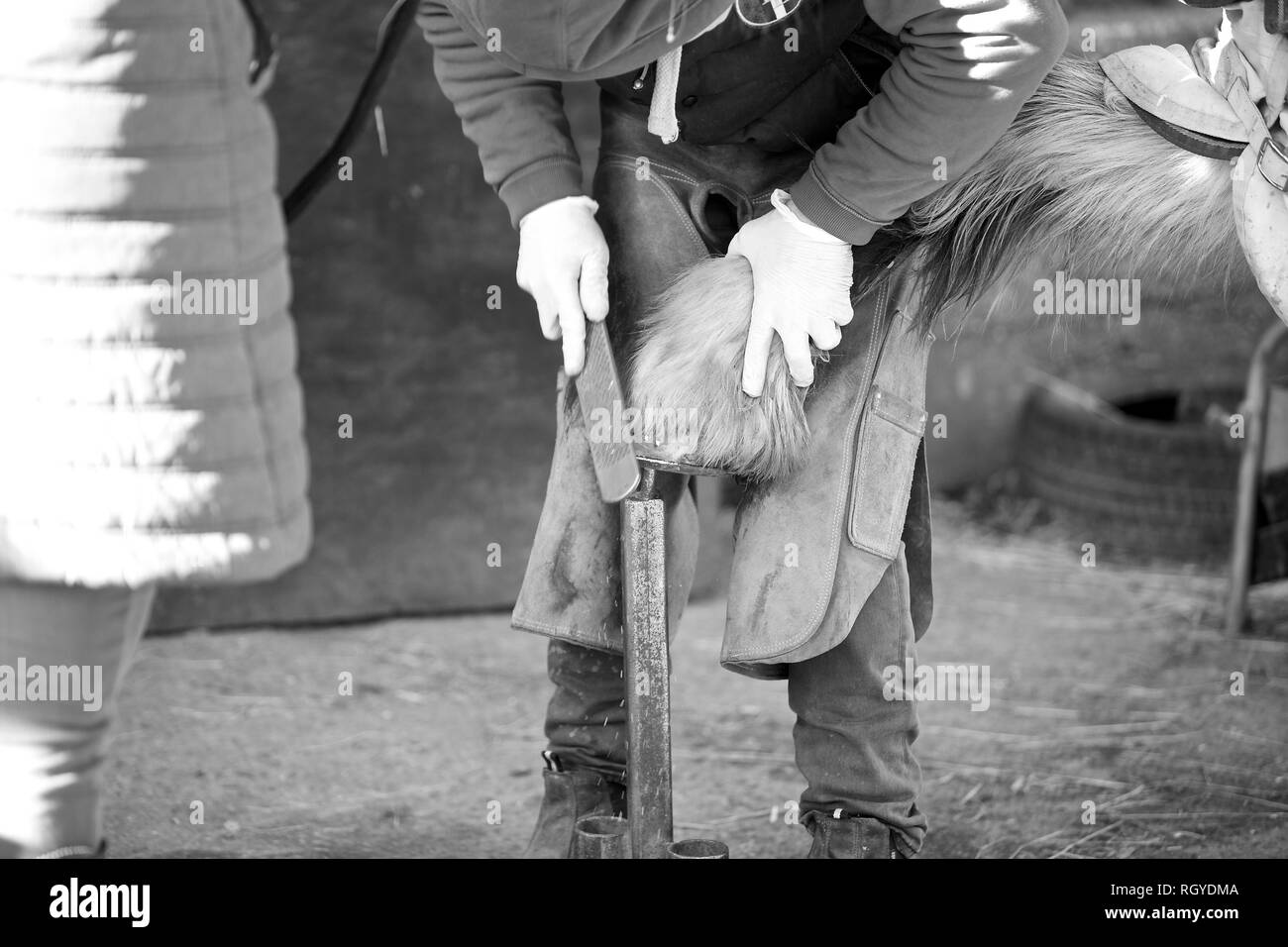 Ein gutes Beispiel für einen landwirtschaftlichen Beruf, ein hufschmied bei der Arbeit shoding ein Pferd. Stockfoto