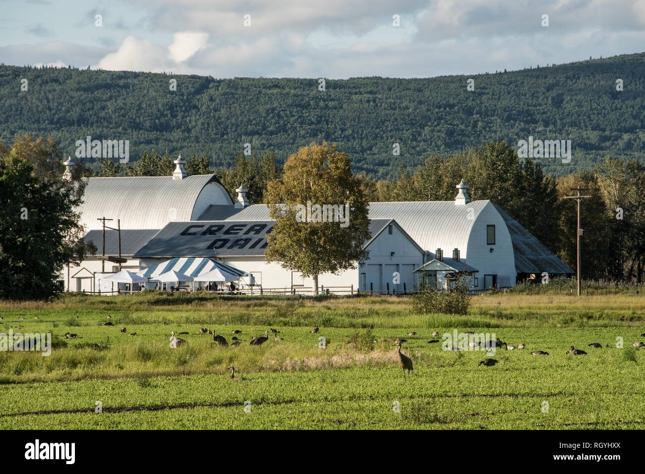 Creamer's Field Zugvogel Zuflucht, Fairbanks, Alaska, USA Stockfoto