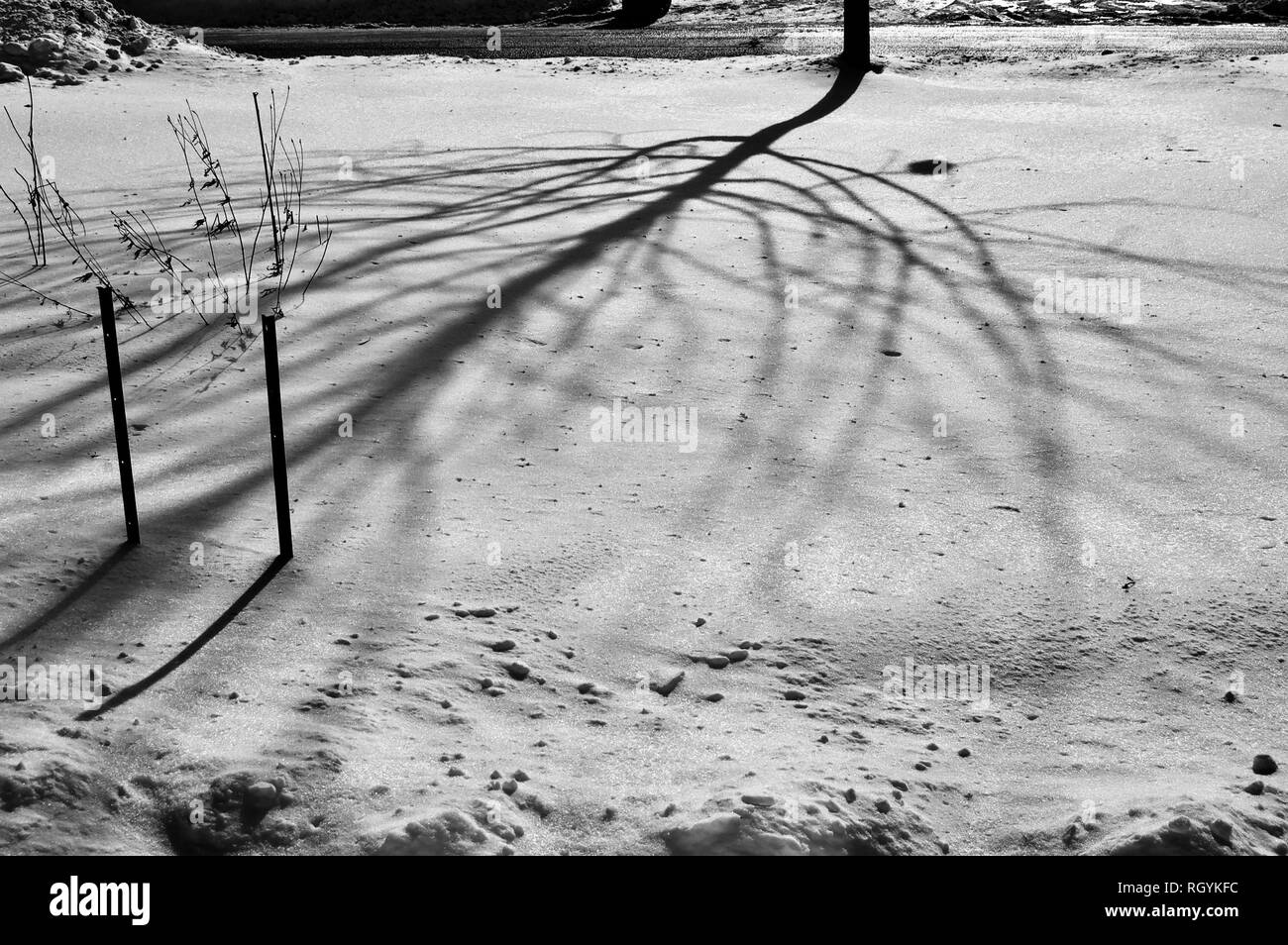 Schatten eines Baumes auf frisch gefallenen Schnee Stockfoto