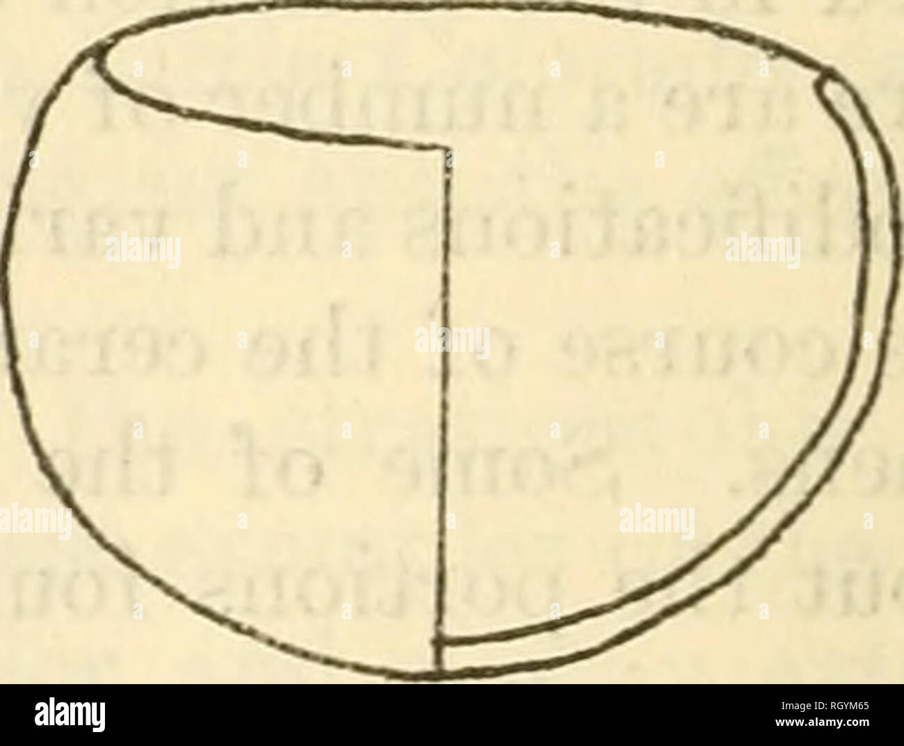 . Bulletin. Ethnologie. C d FiGDKB 1. Veränderte Korbmacher kulinarische Schiff si; Affen. Wie allgemein in diesem Ort verwendet. Die Schiffe durchschnittlich von 8 bis 9 Zoll (20,32 bis 22,86 cm.) in der Höhe, 91^zu IO 14 Zoll (23.49 bis 26.03 cm) im Durchmesser, und die Öffnung von 5 bis 6 Zoll (12,7 bis 15,24 cm.) im Durchmesser. Die Dicke der Wände reichten von^4% Zoll (6 bis 9 mm.). Ein paar Schalen wurden auch gemacht und für kulinarische Zwecke in dieser bestimmten Gruppe verwendet. Sie waren von der Tiefe Vielfalt mit abgerundeten Seiten und leicht incurved Wände an der Felge (Abb. 1, d). Die Größe wurde von 3 I/2 der Stockfoto