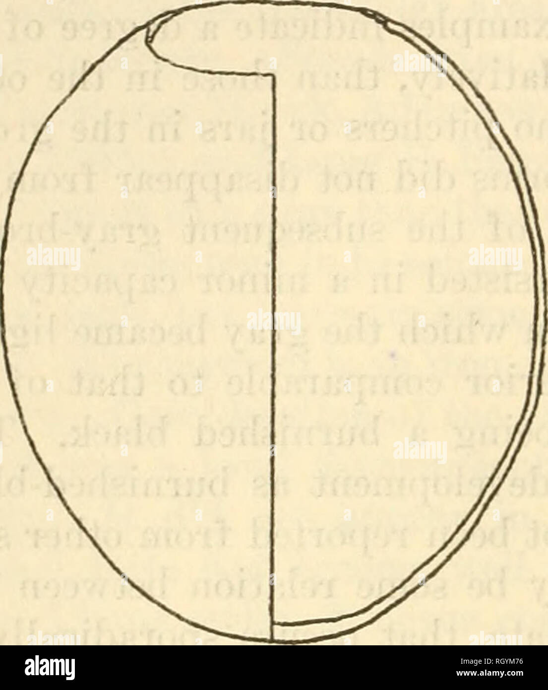 . Bulletin. Ethnologie. 16 PRÄSIDIUM DER AMERIKANISCHEN ETHNOLOGIE [Boll. 126 Zoll (22,22 bis 25,4 cm.) im Durchmesser, mit einem Hals Höhe von 2 bis 214 Zoll (5,08 bis 5,71 cm,), und eine Öffnung mit einem Durchmesser von 5 bis 5 Jahre 2 Zoll (12,7 bis 13,97 cm.). Wandstärke variiert von 14 bis %6 Zoll (6 bis 7 mm.). Eine dritte Form war die eines kugelförmigen Körper Pot mit einem leicht gedrückt und breite Öffnung (Abb. 1, c). Diese Gruppe war nicht so zahlreich wie die beiden anderen und anscheinend nicht. Bitte beachten Sie, dass diese Bilder sind von der gescannten Seite Bilder, die digital für die Lesbarkeit erhöht worden sein können extrahiert - Stockfoto