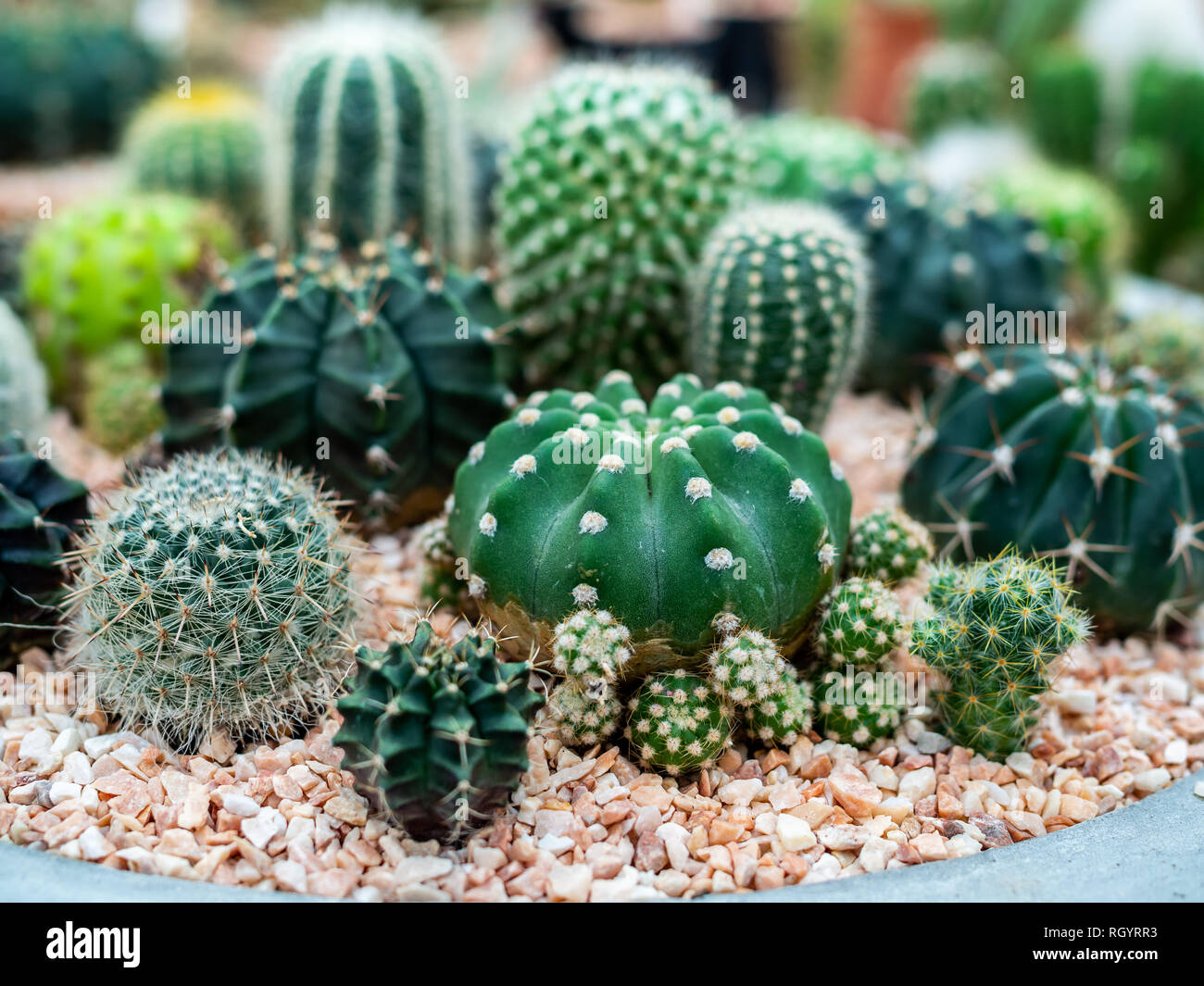 gymnocalycium horridispinum Cactus Gymnocalycium horridispinum main image 0