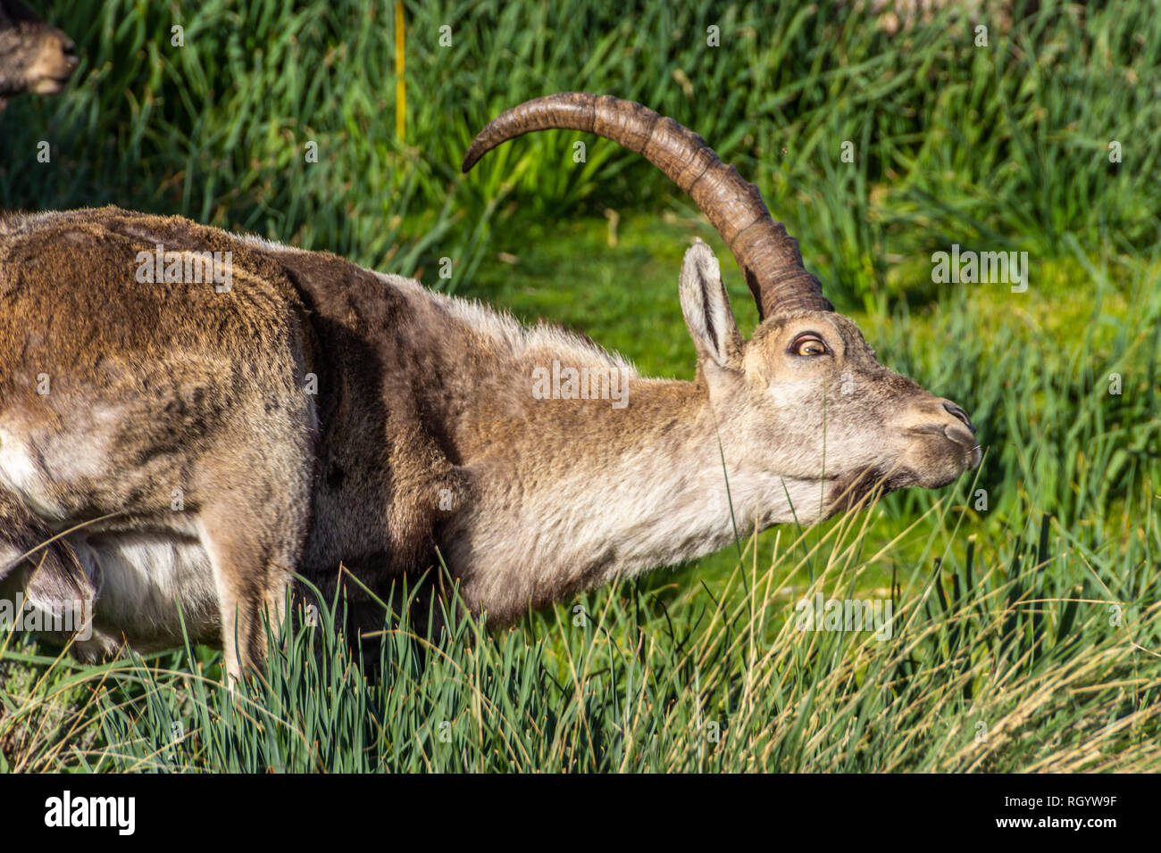 Die erstaunliche Spanische Bergziege eine erstaunliche Antilope, die in den Bergen von Spanien klettern die steilen Felswände auf schroffe Gelände leben Stockfoto