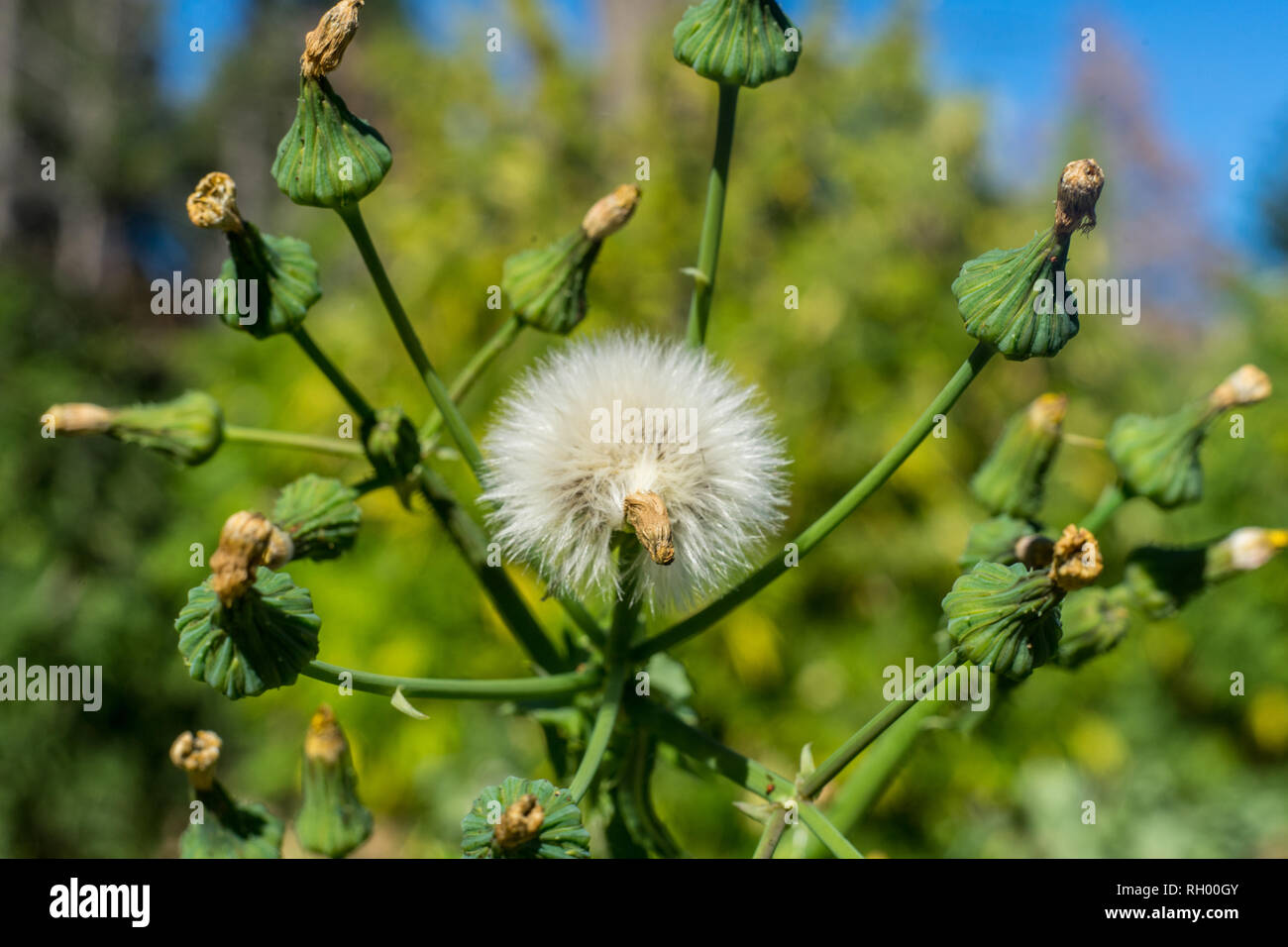 Löwenzahn Blume auf die Natur. Magro. Close Up. Stockfoto