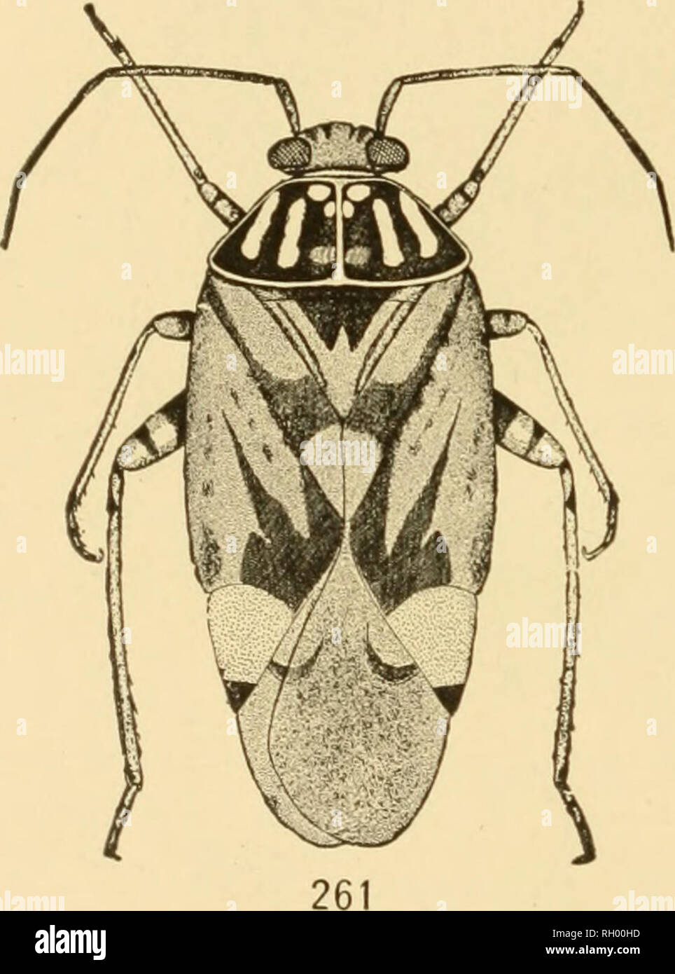 . Bulletin. Geographie. 266 DICKICHT GEMEINSCHAFTEN locust (Melanoplus differentialis), ein gelegentlicher red-legged Heuschrecke, und die gestreiften Strauch Cricket, kurze braune geflügelte Locust {Stenobothrus cur-tipennis), die kurze - winged Wiese Grasshopper (Xiphidiutn brevipenne), und die Texas katydid {Scudderia Texensis) (40, S. 330, 390). Die Kanne - Wespe (Eumenes fraternus) (40, S. 207) macht seinen Krug - wie Nest auf der krautigen Pflanzen. Die soziale Wespen (feldwespe) ist ein häufiger Besucher der Blumen, und manchmal legt seinen Kamm auf die Weide. Die längliche Blätter - winged katydid {Amblycorypha oblongif Stockfoto