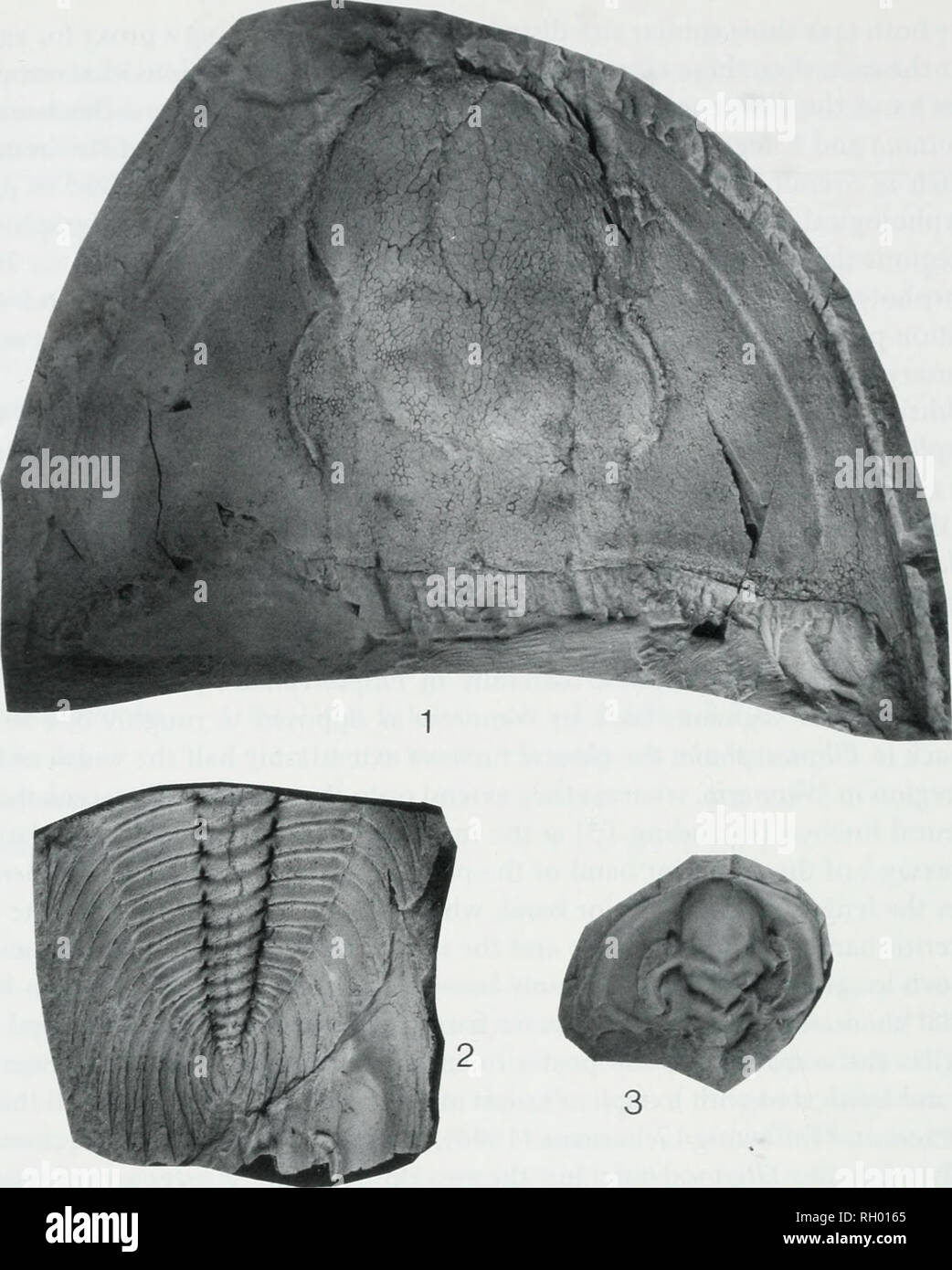 . Bulletin. Natural History; Natuurlijke Historie. 54 PeABODY MuSKUM BULI. HTIN 45. Abbildung 11. 1,2. Watmeria walcottana (Wanner), Kinzers Schiefer, Pennsylvania. 1. in der Nähe von Lancaster, YPM 9295, X010. 9. 2. Ort ist das Gleiche wie in Abbildung 3.8, YPM 29269, xl. l. 3. Holmia kjenilfi (Linnarsson) Tomten, Ringsaker, Norwegen, PIL Lo4456t, xl.4. preocular Furche auf L4 gerichtet nach Innen und nach vorne aus glabellar Marge; hintere Rand der L4 Abweichende vorher; distalen Ränder von L 3 konvex nach außen; mittleren Sektor der S 3 konvexe vorher; L2 und L3 Nicht zusammenführen; distalen Ränder von L2 vorher divergierenden; Linie zw. Stockfoto