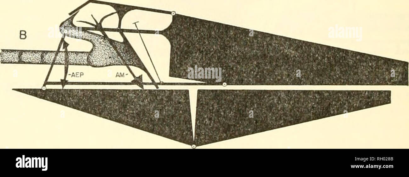 . Bulletin. Natural History. Text-Bild. 36. In Streptostyly mosasaurs. A. in der Unterkiefer in Anspruch. B. in der Unterkiefer eingefahren. Pterygoideus (die horizontale Komponente der Kraft durch die Menschen übertragen - dible würde die Basis der quadratische vorher ziehen) und die M. depressor mandibulae (rotierende Unterkiefer ventral der dorsalen Compo-nent des M. pterygoideus Entgegenzuwirken). Der Unterkiefer war eingefahren durch die horizontale Komponente der Kraft, die vom öffentlichen Auftraggeber Kiefer adduktormuskeln. Entweder die Anwesenheit von Beute zwischen den Backen oder eine stabilisierende Ziehen aus dem M. depressor mandibulae würde verhindern, dass die Stockfoto