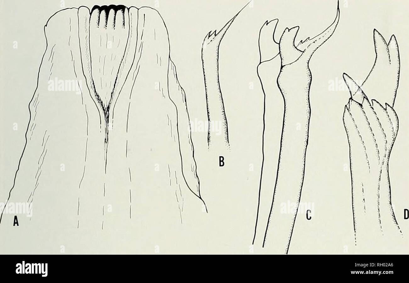 . Bulletin. Wissenschaft; Naturgeschichte; Natural History. Eine Neue KOMMENSALEN POLYCHAETE AUS KALIFORNIEN 45. Abb., 3. Aulolyliis penelrans: A. Trepan. B. Bajonett Seta. C. Stammvater Seta, D. Compound Biden - tate Seta. Eine komplette nicht-stolonic atokous Muster gemessen 2,5 mm lang und 0,5 mm breit und bestand aus 38 setigerous von 5 nicht-setigerous Segmente gefolgt. Die Farbe der Muster in Formaldehyd konservierten und in 70"^ Alkohol gelagert ist weiß, aber die Augen behalten einen rötlich Pigmentierung. Beschreibung der epitokous Bühne. - Mehrere offensichtlich unreifen epitokes eines // - lolytus penetrans Bestell-nr. Stockfoto