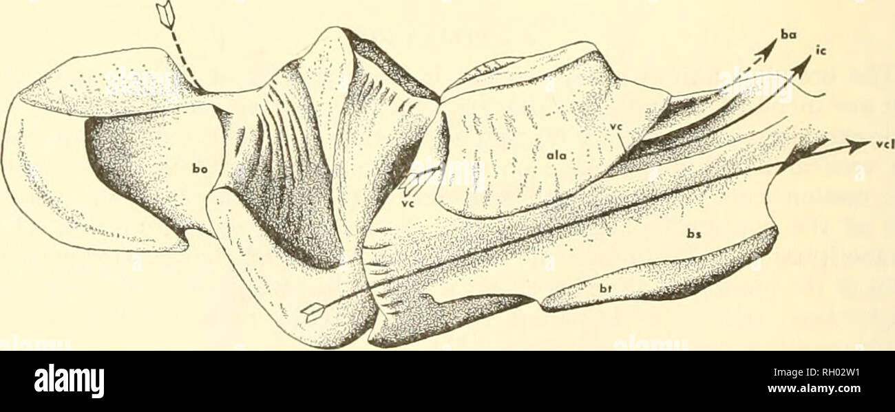 . Bulletin. Natural History. 30 PEABODY MUSEUM BULLETIN 23 prootic auf einem vorher geneigt, Facette, durch eine flache knorpeligen Oberfläche, die seitlich überlappt ist durch eine Zunge des opisthotic fest Vernäht der posterolateralen Ecke des basalen Knolle unten. Vorher die basioccipital angrenzt und gegen die basisphenoid, zu denen es durch die interdigitating Kontakt der anterioren Fläche des basalen tubera mit der posteroexternal Prozesse aus dem ventralen Oberfläche des basisphenoid verankert ist. Die basale tubera sind sehr groß Mosasaiiriis, große und ventral durch einen Quer verbunden s Stockfoto