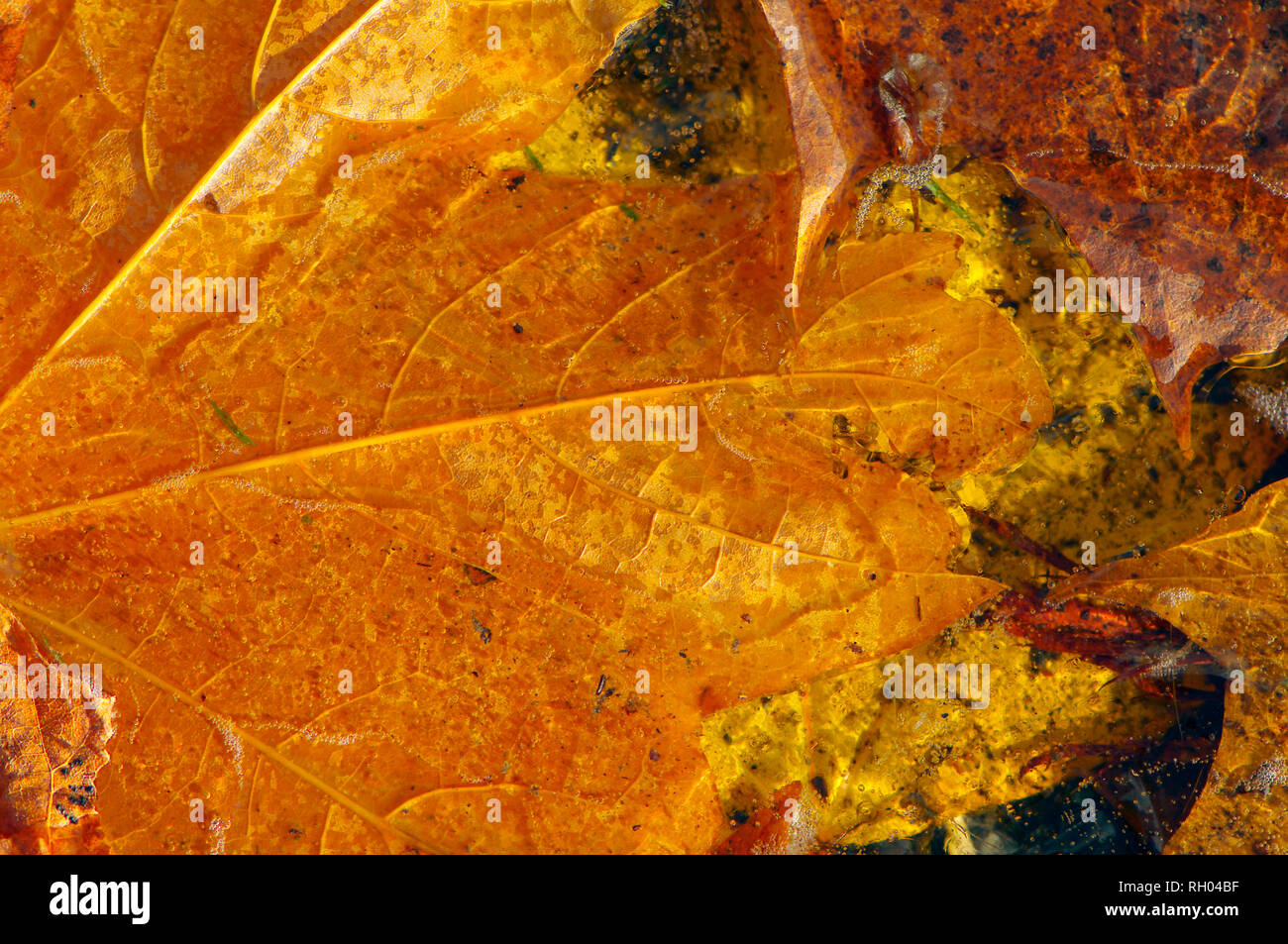 Goldener Herbst Ahorn Blätter auf dem Boden in der Pfütze Eis gefangen. Stockfoto