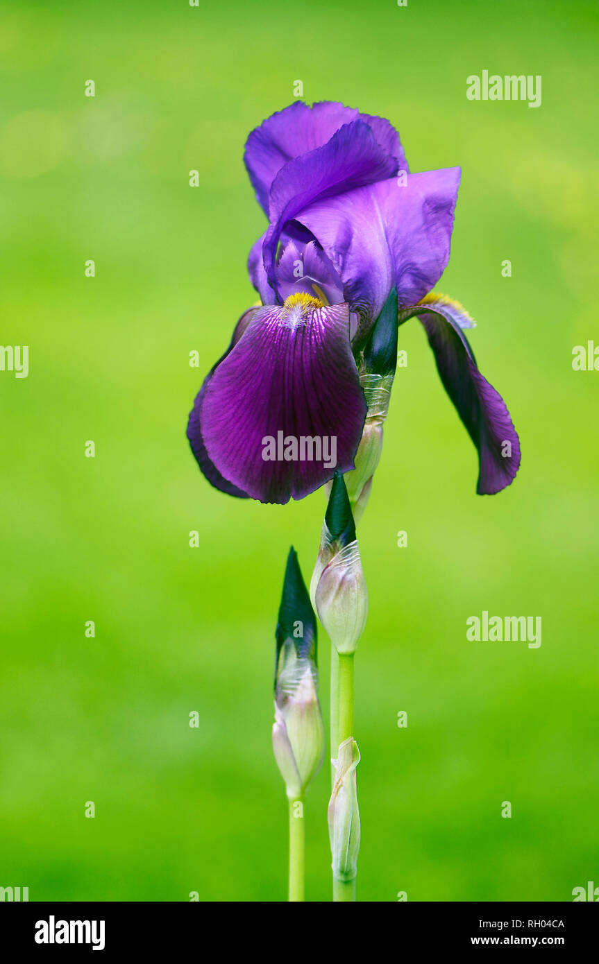 Ein hohes, Lila bärtigen Iris wächst im Garten gegen einen grünen Rasen Kulisse. Stockfoto