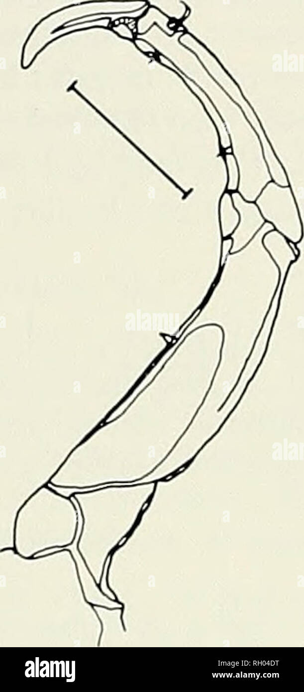 . Bulletin. Wissenschaft; Naturgeschichte; Natural History. 29 30. Abbildungen 29-30. Ergasiliis lizae. weiblich. 29, Körper, ein Ei sac entfernt; 30, zweite Antenne. Maßstab: beide Zahlen, 0,01 mm. Erste thorakalen Segment verschmolzen mit Kopf, Segmente 2-4 frei. Genitale Segment (Abb. 2) ein Drittel breiter als lang. Abdomen drei segmentiert, mit dritten Segment fast so lange wie die ersten beiden kombiniert. Kaudale Rami rund vier Fünftel so lang wie breit; jedes Ramus mit vier Terminal, ein sublerminal, und ein seitlicher Setae; und ein Patch von spinnules subterminally auf der ventralen Oberfläche angeordnet. Ei sac (Abb. 6) Etwa zwei Drittel Stockfoto