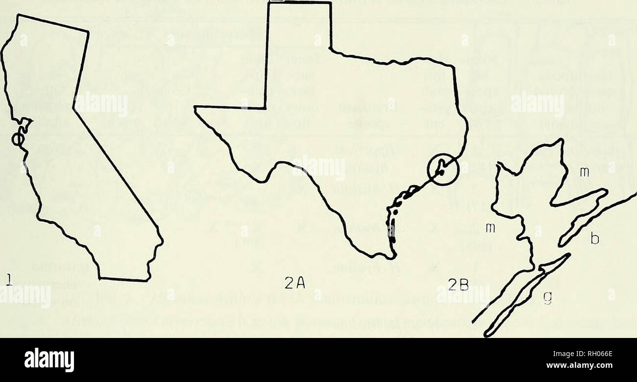. Bulletin. Wissenschaft; Naturgeschichte; Natural History. Bryozoen, EINSIEDLERKREBSE und MEERESSCHNECKEN 47. Abb. 1. Karte von Kalifornien. Region von Rockaway Beach ist eingekreist. Abb. 2. Karte von Texas. A. in der Region von Galveston und Bolivar Peninsula ist eingekreist. B. in Galveston Island (g), und Bolivar Peninsula (b) in Bezug auf dem Festland (m) angegeben. Andere Shells oder Shell Fragmente gesammelt ergab nicht die gleiche präzise Ergebnisse (Tabelle 3), aber keine enthalten, Grabendes bryozoen oder der Grünalge Entero-morpha, noch waren sie ganz auf die exterio durch Membranipora arbo abgedeckt - rescens. Grabende bryozoen Stockfoto