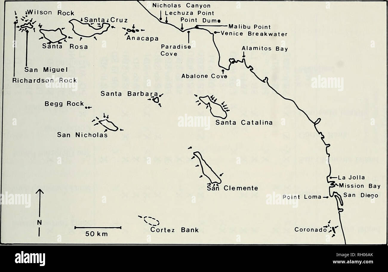 . Bulletin. Wissenschaft; Naturgeschichte; Natural History. Umfrage von SÜDKALIFORNIEN SEESCHEIDEN 123. Abb. 1. Southern California Channel Island Sammelstellen. Pfeile um Inseln und Felsen zeigen sammeln-sites. Ost, Süd und West Seiten jeder der Inseln. Zusätzlich zu den Channel Islands, Sites auf Richardson Rock, Wilson Rock, Begg Rock, das Coronado Ist - landet und Cortez Bank wurden bis zu einer Tiefe von ca. 30 m mit Hilfe von SCUBA (Abb. befragt. 1). Die Periode der Studie ab dem 17. August 1972 verlängert bis 11. Februar 1979. De-tailed Aufzeichnungen über die Termine und Orte der Sammlung Stockfoto