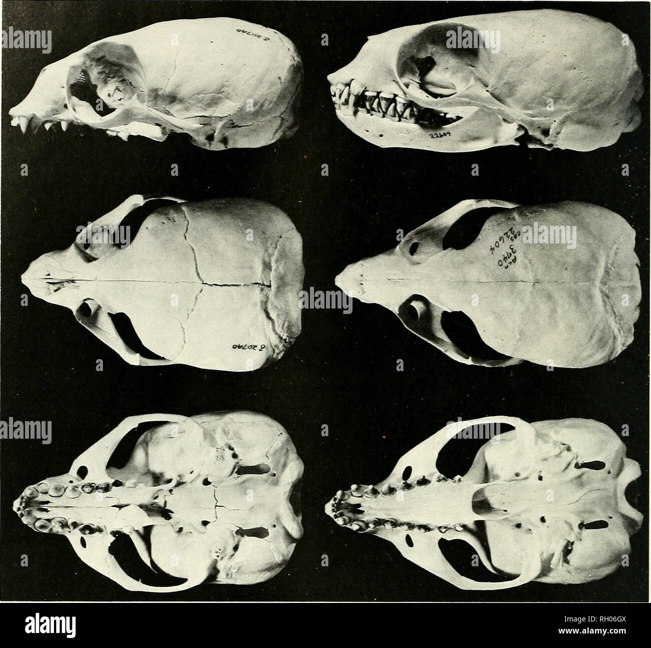 . Bulletin. Wissenschaft; Naturgeschichte; Natural History. 162 südliche Kalifornien AKADEMIE DER WISSENSCHAFTEN. Abbildung 2. Die Laterale, dorsalen und ventralen Ansichten des Guadalupe fur Seal, Arctocephalus townsendi sktiUs. Links: die juvenilen Männchen (CAS cat. #20740). Rechts: Die Jugendkriminalität weiblichen (CAS cat. #22604). Für Hilfe bei CAS Thomsen; M. Lowry für die Identifizierung der Otolithen, C.A. Repenning für die Identifikation der Jugendlichen männlichen; J. Patton und S. Middleton für die Fotos; s. McKenzie für die Vorbereitung der Karte sowie den animal care Taker und tierärztlichen Personals der Kalifornien Marine Mammal Center, Stockfoto