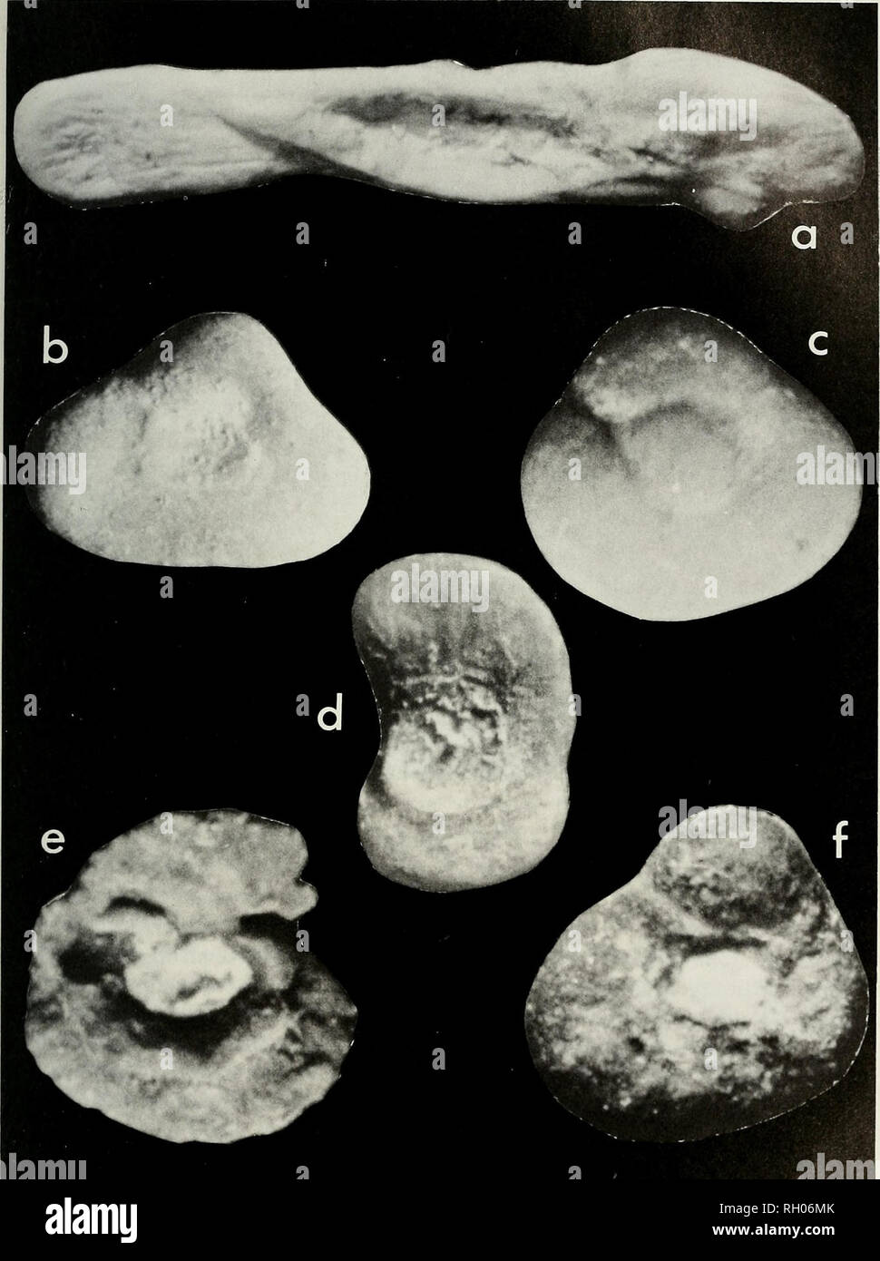 . Bulletin. Wissenschaft; Naturgeschichte; Natural History. RESEARCH NOTES 63. Abb. 1. Rechts sagittae von bekannten whalefish Gattungen (otolith Länge durch Höhe und Fisch standard Länge auch festgestellt): a) Barbourisia rufa 5,0 x 1,1 mm 330 mm (SL); b) der Gyrinomimus sp. 2,0 x 1,5 mm (310mm SL); c) Cetomimus sp. 1,4 x 1,2 mm (159 mm, SL); d) Rondeletici loricata 1,2 x 1,9 mm (83 mm, SL); e) Cetostomus regani 1,3 x 1,3 mm (213 mm, SL); 0 Ditropichthys sroreri 1,4 x 1,6 mm (SL unk.).. Bitte beachten Sie, dass diese Bilder aus gescannten Seite Bilder, die digital für die Lesbarkeit erhöht worden sein können extrahiert werden - Colorat Stockfoto