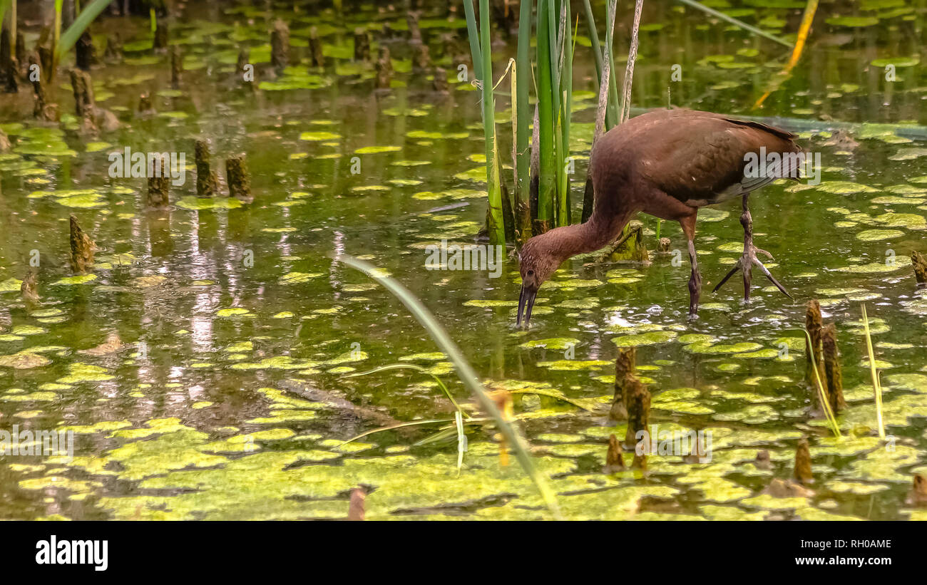 Braune Vogel im See Utah mit Gräsern und Algen Stockfoto