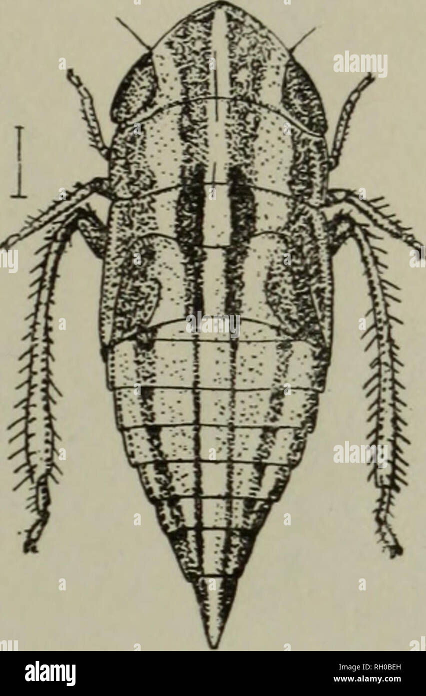 . Bulletin. Die Landwirtschaft. Abb. 7. a, Draeculacephala angulifera, letzte instar Nymphe; b, Phlepsius apertus Letzte instar nymi ^h. (Original). Phlepsius apertus Van D. Die Larve zu dieser genannten Arten ist ziemlich breit, unten abgeflacht und mit einem ziemlich stark produziert Vertex. Die Farbe ist Licht, Ton zu weißlich und es gibt zwei breiten Streifen auf dem Scheitel ungefähr gleich breit auf der prothorax, schmaler auf der meta-thorax und erweitert als schmale Linien auf den Bauch an das Terminal Segment. Sie sind leichter als der Vertex, schwarz auf der Meso- und meta-Thorax und Abdomen. Ein breites Rn stripe deckt die s Stockfoto